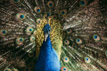 Fototapeta na wymiar Close up view of beautiful peacock with colorful feathers at zoo
