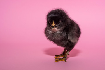 small, cute, fluffy, black chicken standing on paws falls asleep on a pink background