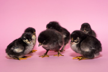 young newly born thoroughbred chickens fall asleep sitting on a pink background