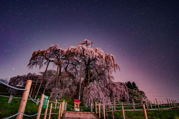 Millennium Cherry Blossoms