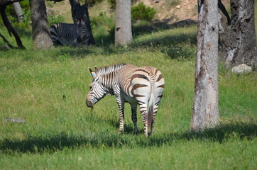 zebra