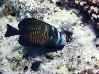 Fototapeta na wymiar Red Sea sailfin tang