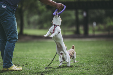 ジャックラッセルテリア