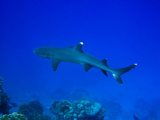 Fototapeta premium Reef shark