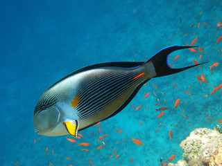 Fototapeta na wymiar Sohal surgeonfish and coral reef