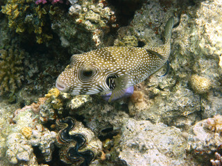 White-spotted puffer and coral reef © Vintonyak Roman