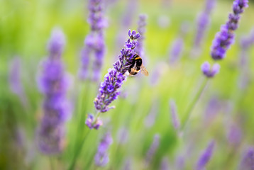 Lavender bushes with bee