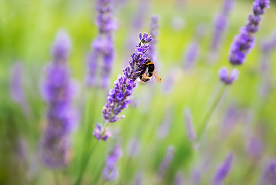Fototapeta Lavender bushes with bee