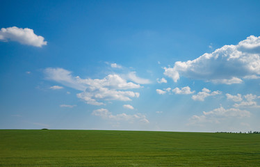 Fototapeta na wymiar young green pea field, blue sky and sun rays