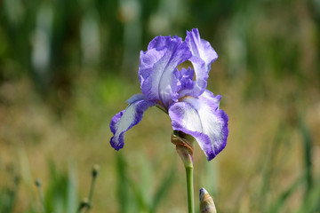 White and blue flower of Tall Bearded Iris. Cultivar Dotted Swiss