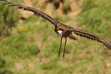 buitre cetrería volando