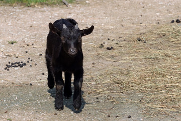 Black goat (Capra aegagrus hircus). Cameroon goat.