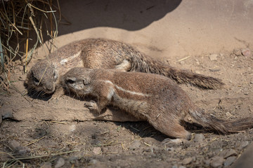 Fototapeta premium Two sguirel in sand (Xerus inauris)