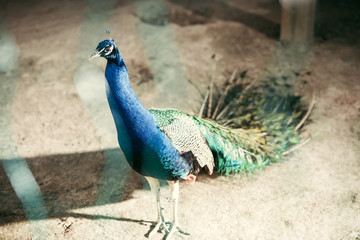 close up view of beautiful peacock with colorful feathers at zoo