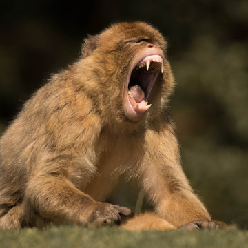mono Gibraltar bostezando