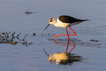 Black-winged stilt wading in a river near Skala Kalloni in Lesbos in Greece