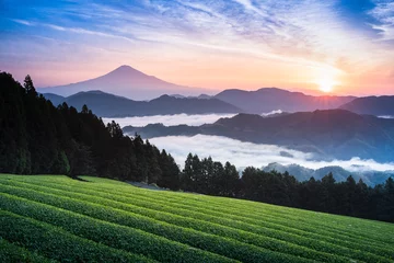 Store enrouleur tamisant Mont Fuji Mount Fuji and tea fram with morning sea of mist