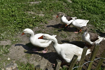 Obraz premium Gänse