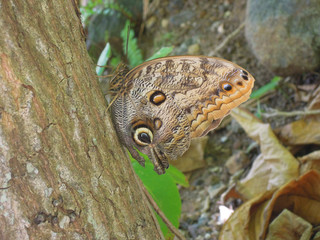 a butterfly on a tree.