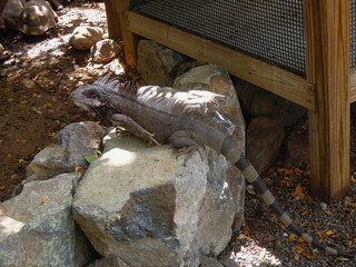 an iguana enjoying sunshine at a park in virgin islands.