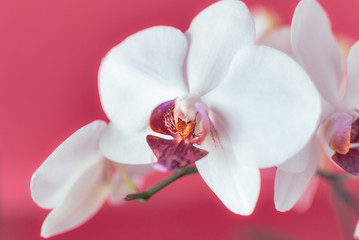 Naklejka na ściany i meble Close-up of White Orchid Flowers.