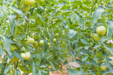 成長途中の青いトマト