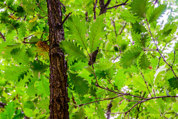 Fototapeta premium Oak tree from below