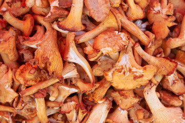 healthy mushroom texture background