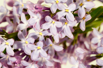 Lilac bloomed in spring.