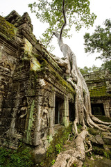 Naklejka premium Ta Prohm