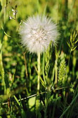 Dandelion in the field