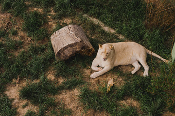 elevated view of lioness laying on grass at zoo