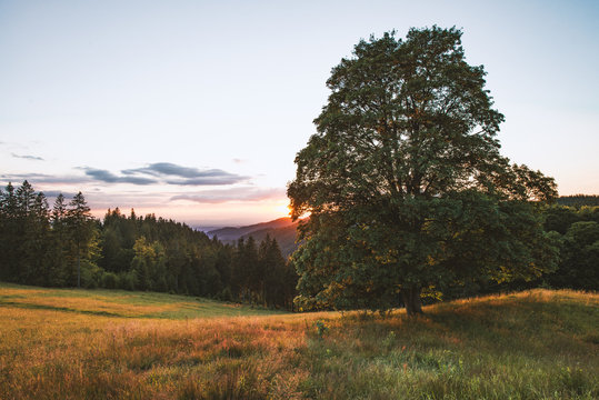 Schwarzwald in Abendsonne
