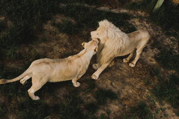 elevated view of lioness and lion rubbing heads at zoo