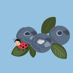 Vector flat style with forest element and ladybird. Ornamental, tradition with blueberries, ladybird, leaf,