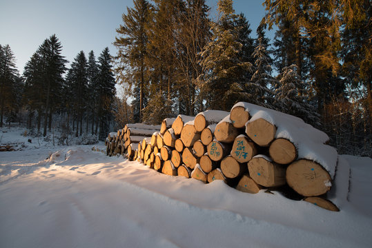 Holzgewinnung Schwarzwald