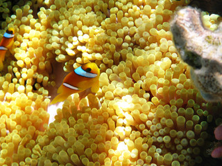 Two-banded clownfish