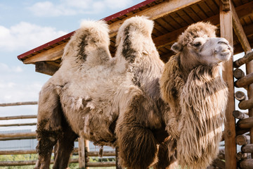 closeup view of two humped camel standing in corral at zoo