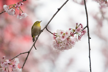 Japanese White-eye