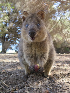 Happiest animal on earth-Quokka-Setonix brachyurus at Rottnest Island, Western Australia