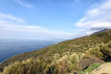 Fototapeta na wymiar An olive garden on the mountains.