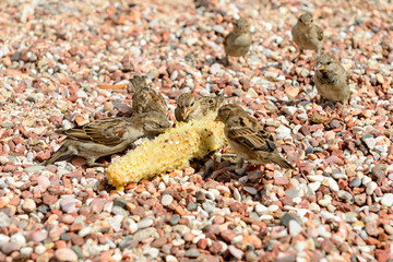 Sparrows on the beach eat the remains of corn