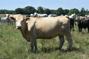 herd of cows in an open pasture