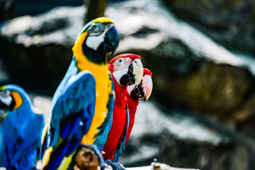 Macaw bird in Thai