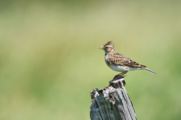止まり木のヒバリ