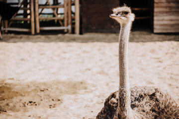 close up shot of ostrich standing in corral under sunlight at zoo