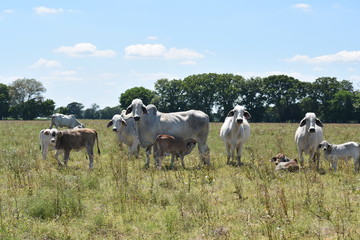 Fototapeta na wymiar herd of cows in an open pasture