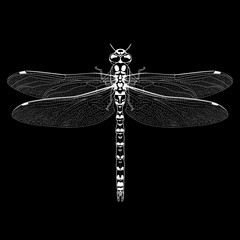 Monochrome outline of dragonfly