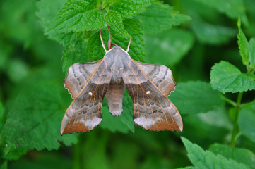 Poplar Hawk-moth
