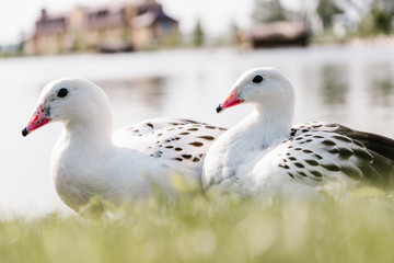 close up view of two andean gooses sitting on grass near water on blurred background